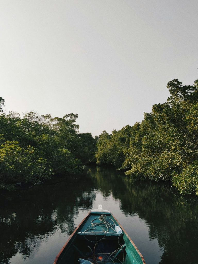 mangrove adalah