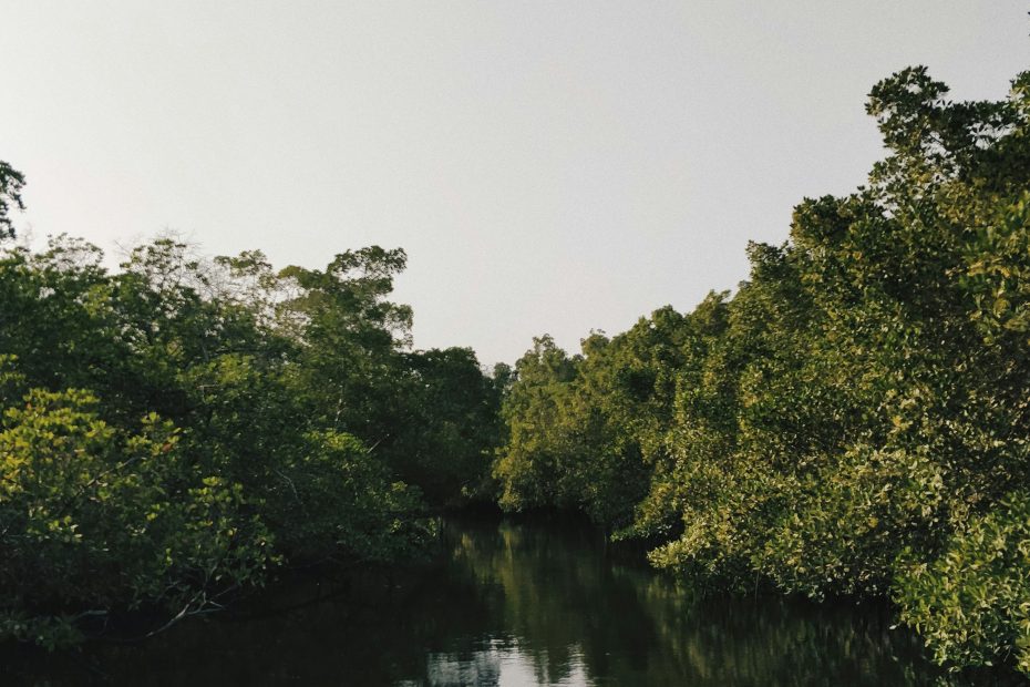 mangrove adalah