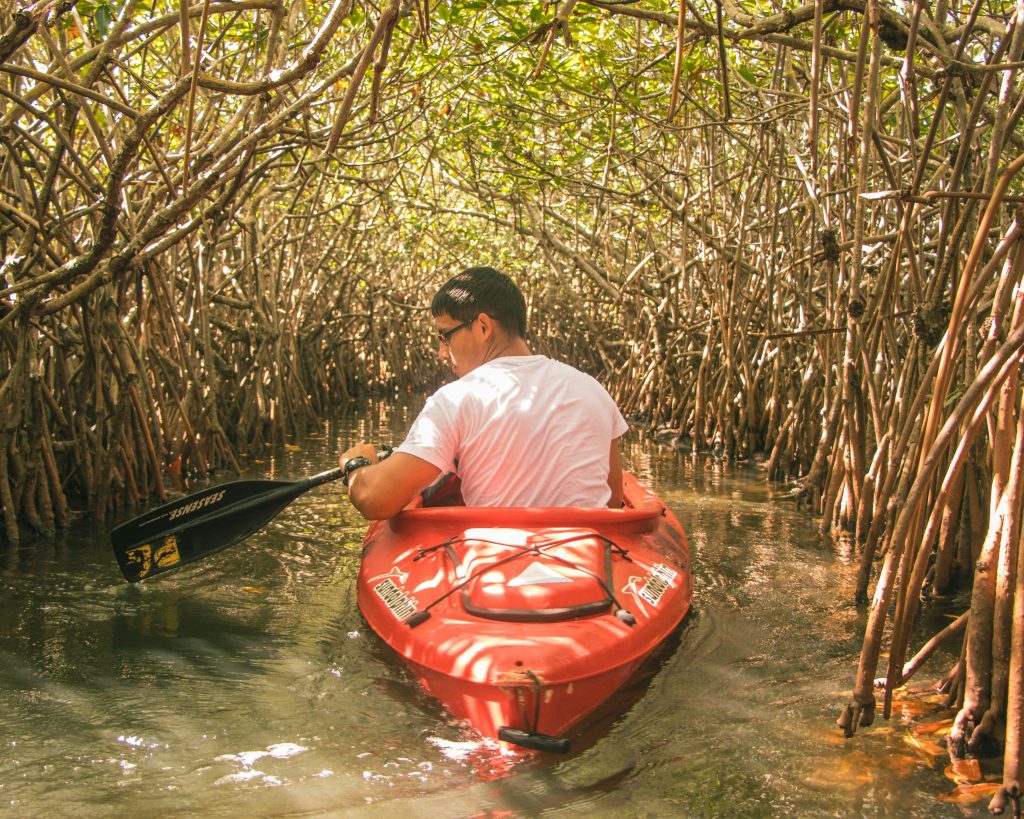 mangrove adalah