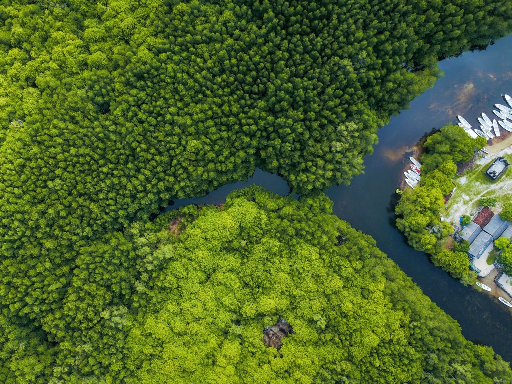 mangrove adalah