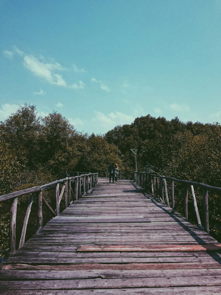 mangrove adalah