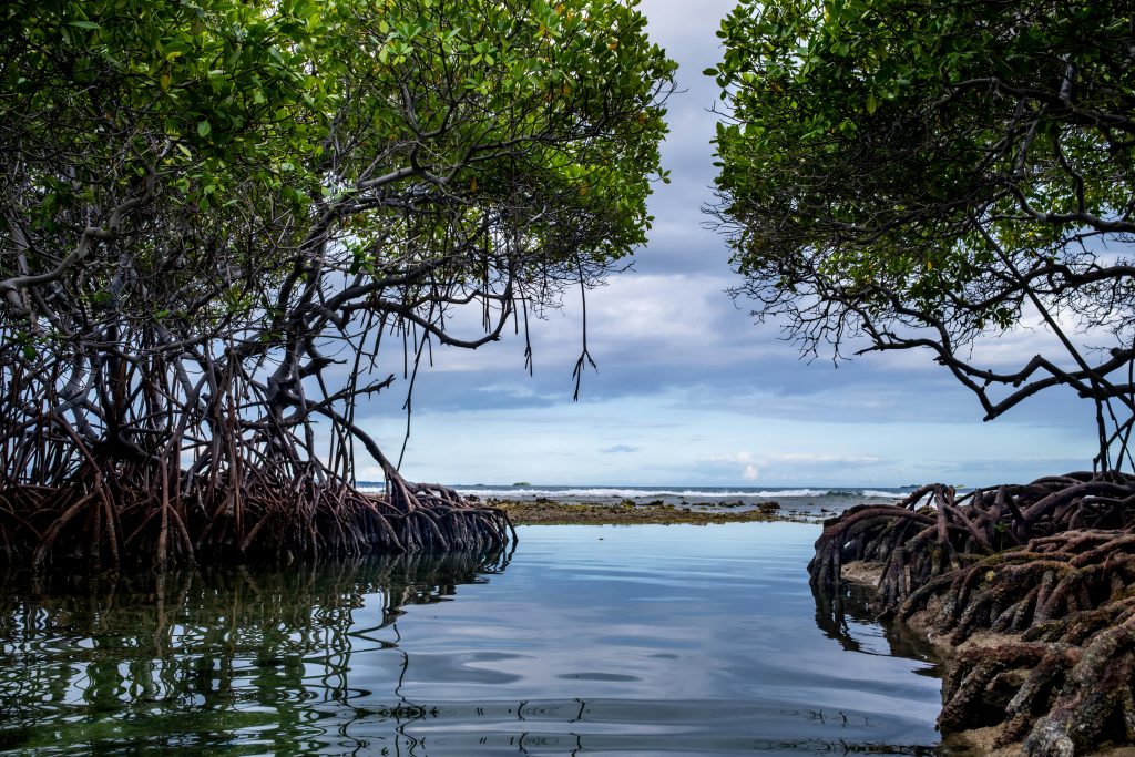 tanam mangrove